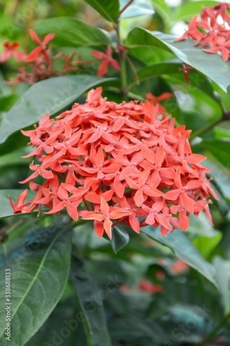 red Ixora coccinea flower in nature garden