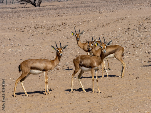 Small herd of Mounitain Gazelle  Gazella Gazella Cora  Al Wusta Wildlife Reserve  Oman