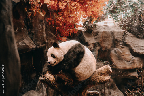 Chinese giant panda on tree