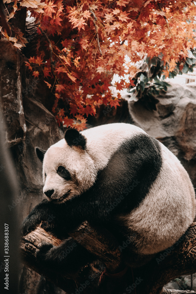Fototapeta premium Chinese giant panda on tree