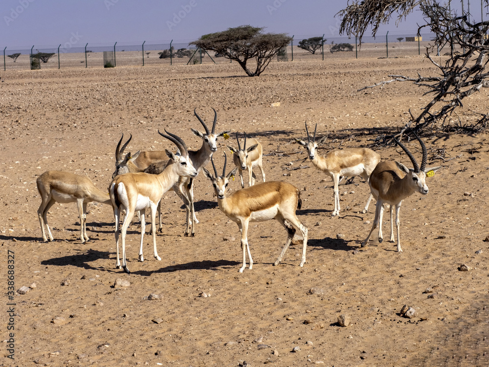 Small herd of Arabian sand gazelle, Gazella marica, Al Wusta Wildlife Reserve, Oman Small herd of Arabian sand gazelle, Gazella marica, Al Wusta Wildlife Reserve, Oman