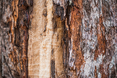 Close up tree bark texture as a wooden background