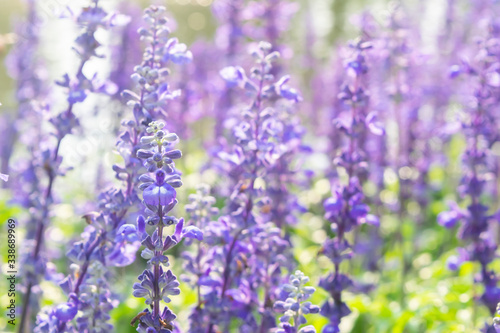 Blue salvia flower field background, beautiful blue and purple fresh flowers full blooming in garden with lights bokeh