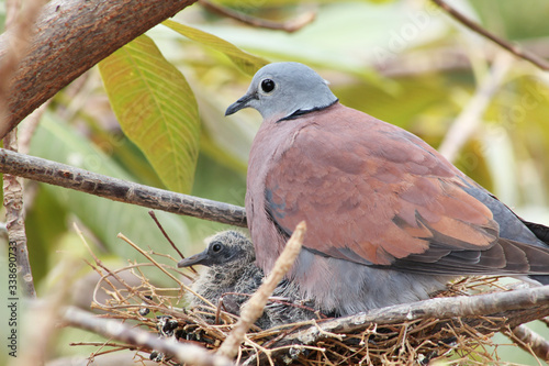 Wallpaper Mural Red Collared Dove and baby bird in a nest Torontodigital.ca