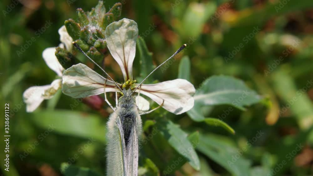 Close up: camouflaged grey moth on white flower is disguised and flies away when discovered Close up: camouflaged grey moth on white flower is disguised and flies away when discovered