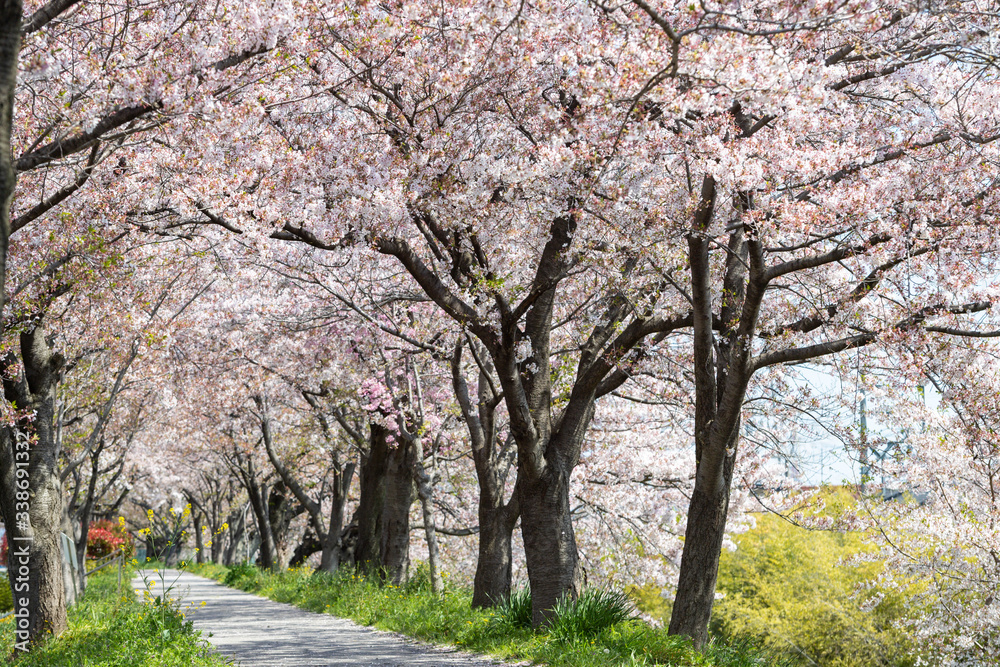 桜の散歩道（岐阜県・大垣市）