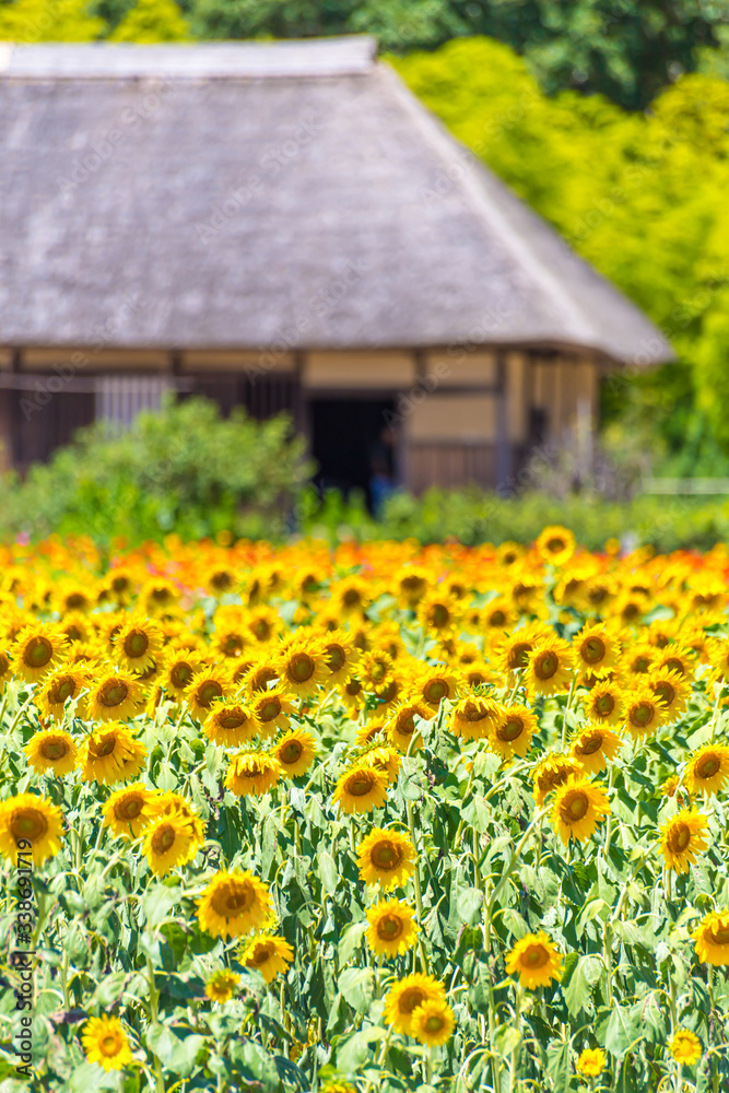 Obraz premium ひまわり畑と古民家