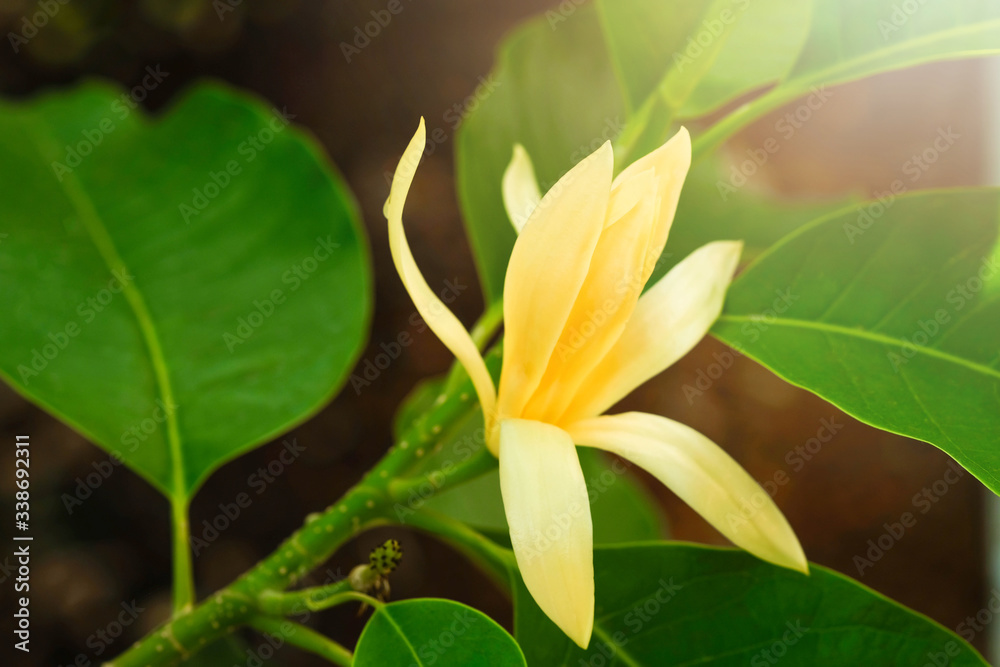 Fototapeta premium White Champaka Flowers and Green Leaves With Sunlight.
