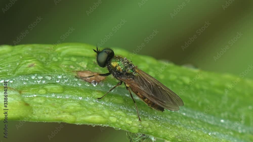Green hoverfly, Platycheirus granditarsis, flower flies or syrphid flies, insect family Syrphidae, sits on fresh leaf in forest,  leaf is covered with drops of water, morning dew