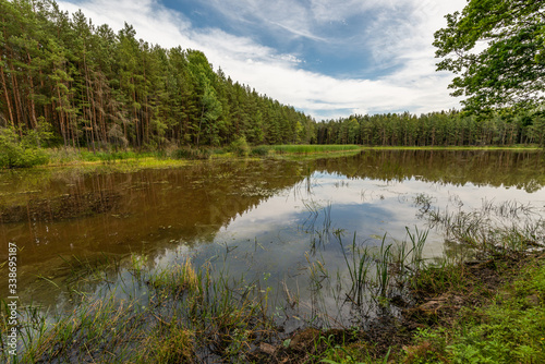 small pond in forest with water vegetation