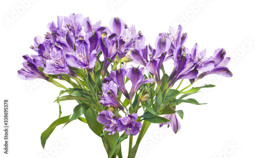 isolated bunch of lilac freesia flowers