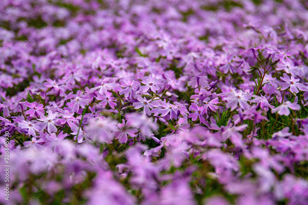 Small purple spring flowers on the lawn. Selective focus