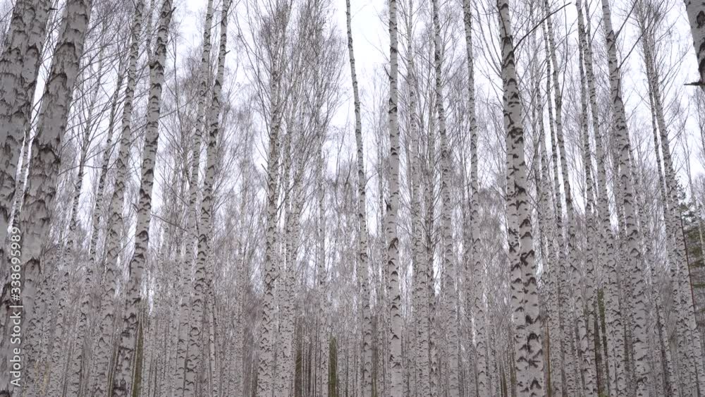 Admirable birch grove by diffused daylight in spring time Admirable birch grove by diffused daylight in spring time