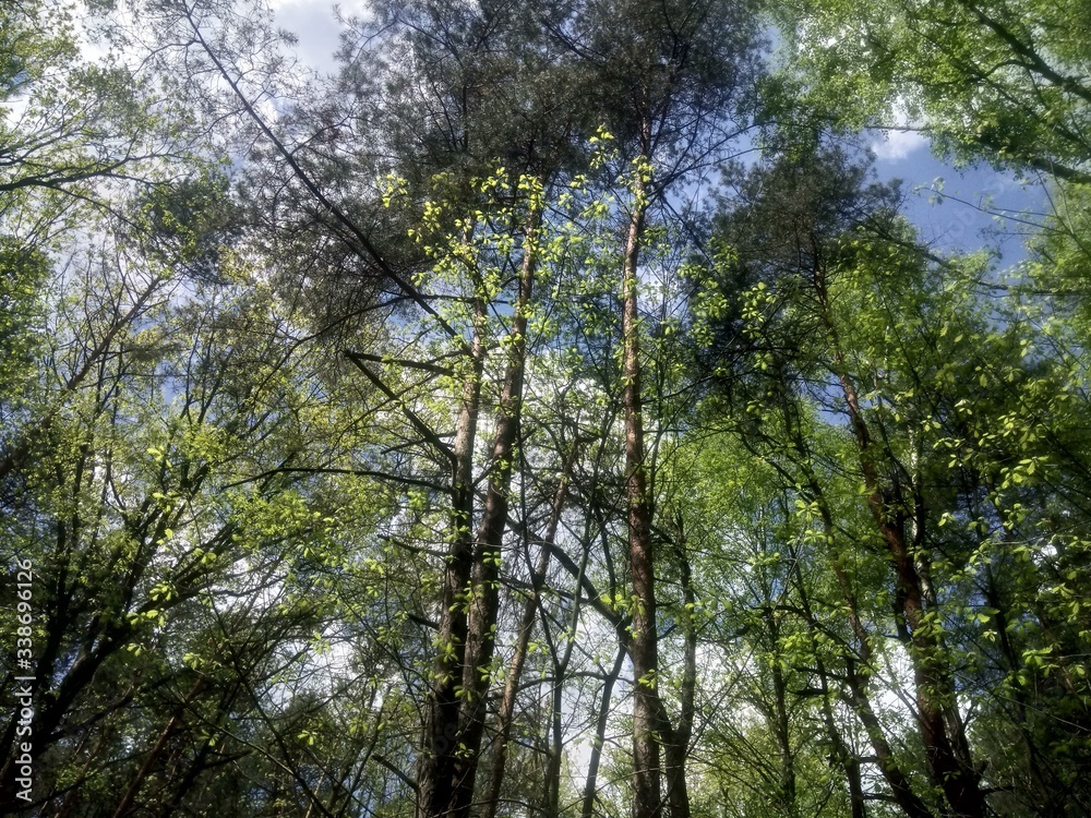 Obraz premium Las Mocarnego Barabasza 