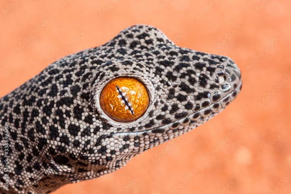 Obraz premium Close up photograph of the Golden-tailed Gecko