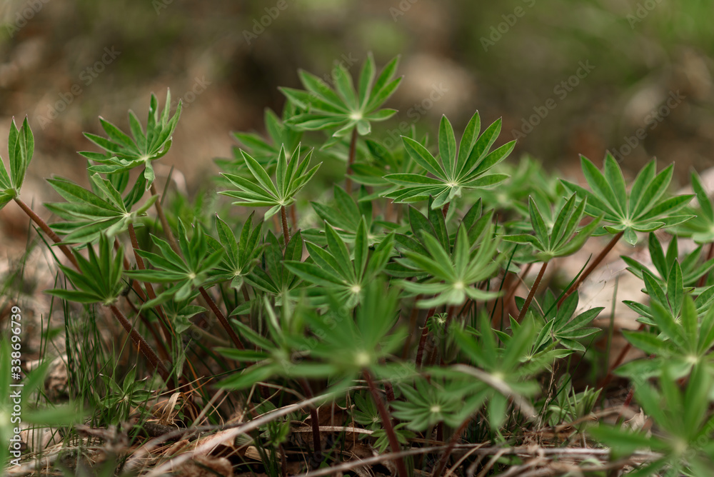 green moss on the ground