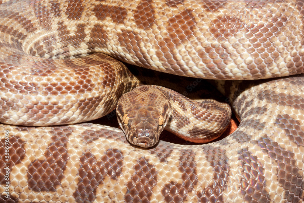 Children's Python, was know as Stimson's Python Children's Python, was know as Stimson's Python
