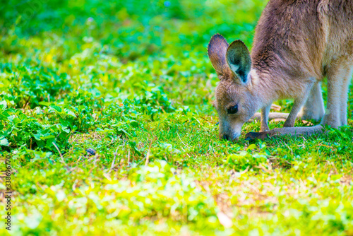 Wild Kangaroo at Coombabah of Gold Coast, Australia. Australia is a continent located in the south part of the earth. photo