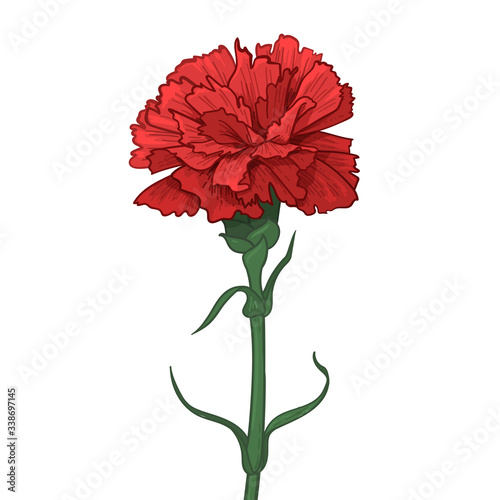 Red Carnation Flower. Happy Great Victory Day 9 May Illustration. Vector illustration in sketch style