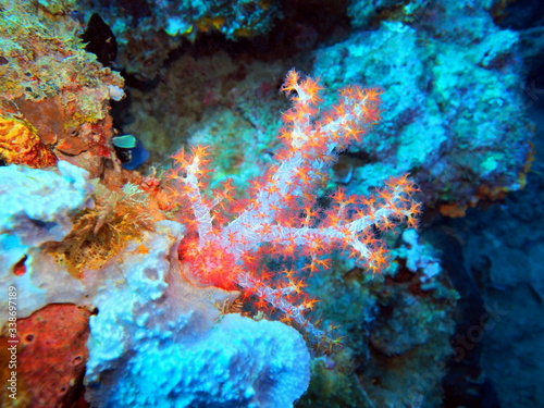 Fototapeta Naklejka Na Ścianę i Meble -  The amazing and mysterious underwater world of Indonesia, North Sulawesi, Manado, soft coral