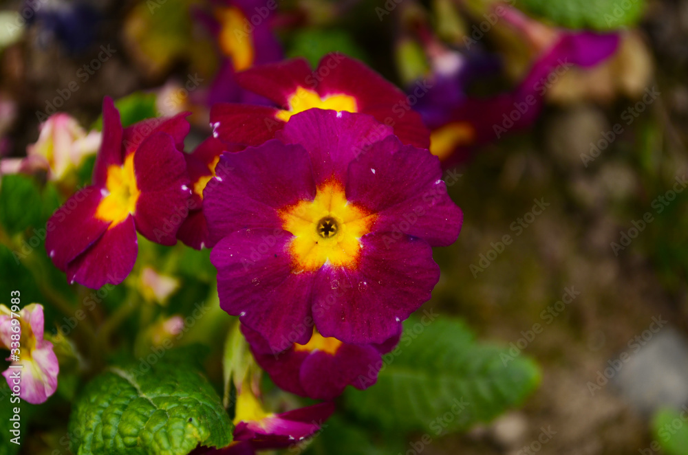 Fototapeta premium Perennial primrose or primula in the spring garden. Spring primroses flowers, primula polyanthus, primroses in spring woods