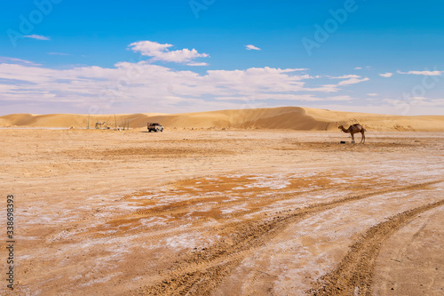 in the Sahara desert, solonchak on the border with sand dunes, camels,