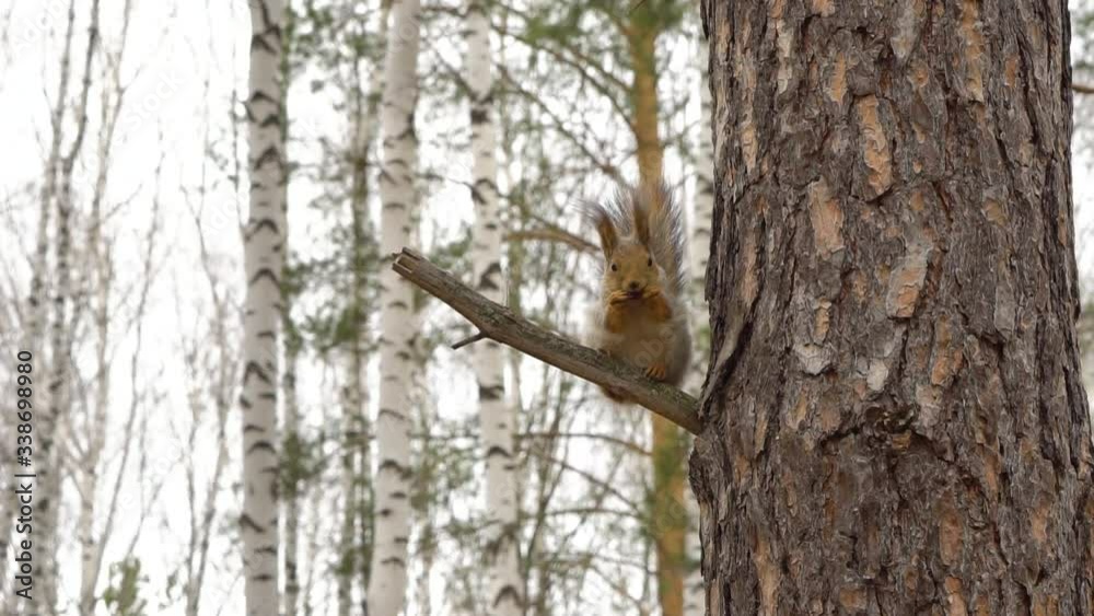 Squirrel in the birch forest in spring time Squirrel in the birch forest in spring time