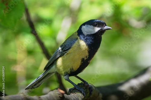 Great tit sitting in the branches. Czechia. Europe.