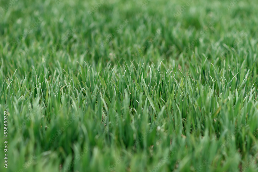 green grass in the wind