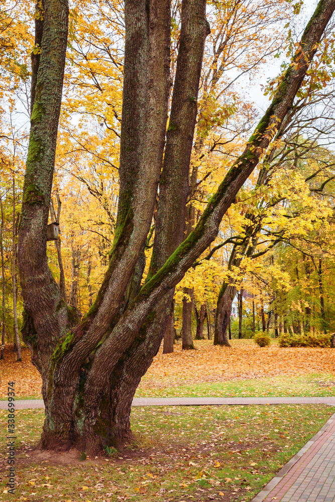 Naklejka premium one thick tree trunk divides higher into six trunks, autumn landscape in the park, yellow leaves