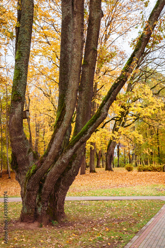 Fototapeta Naklejka Na Ścianę i Meble -  one thick tree trunk divides higher into six trunks, autumn landscape in the park, yellow leaves