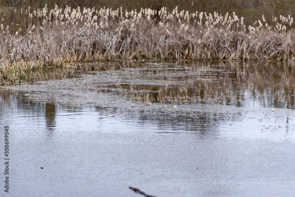 reeds in the water reeds in the water