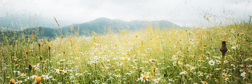 Beautiful summer meadow with daisy and dandelion flowers in lush green grass
