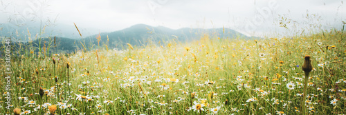 Beautiful summer meadow with daisy and dandelion flowers in lush green grass