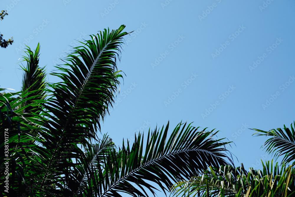 Fototapeta premium Palm tree crowns with green leaves on sunny sky background. Coco palm tree tops - view from the ground.