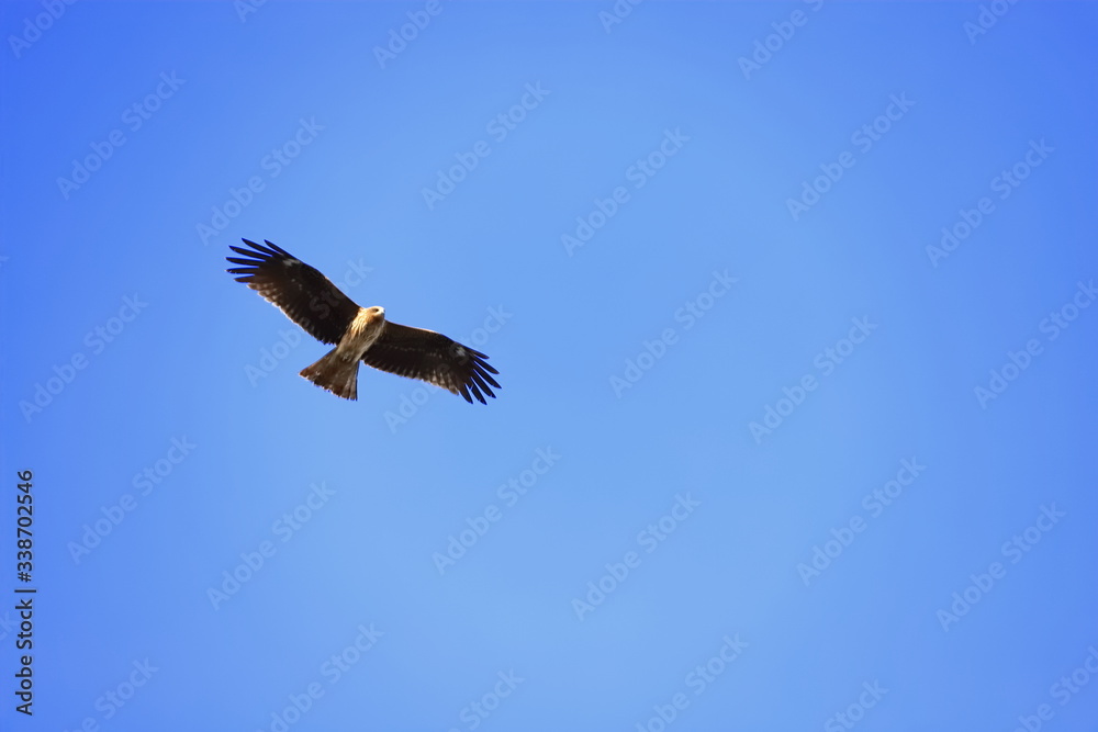 Obraz premium 青空に舞う鳶