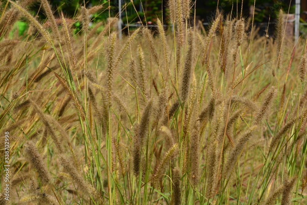 Fountain Grass Ornamental Plant in Meadow