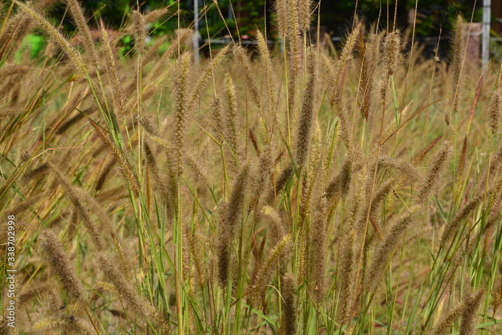 Fountain Grass Ornamental Plant in Meadow Fountain Grass Ornamental Plant in Meadow