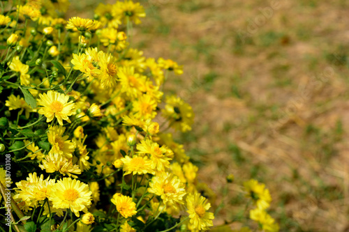 Chrysanthemum morifolium Ramat is a perennial herb covered with yellow villous hairs © ideation90