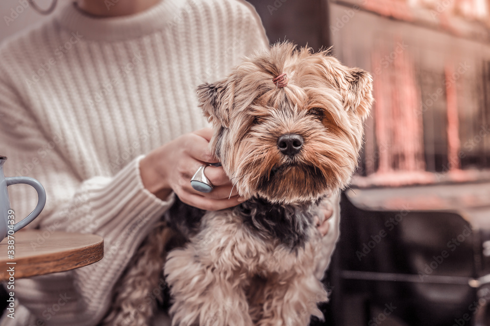 Portrait of an adorable yorkshire terrier sitting on lap of its owner Portrait of an adorable yorkshire terrier sitting on lap of its owner