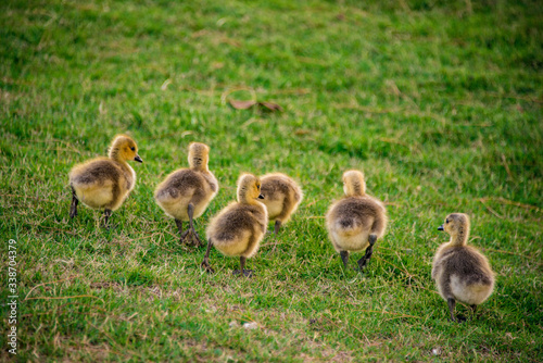 Canadian Goslings © Tad Denson