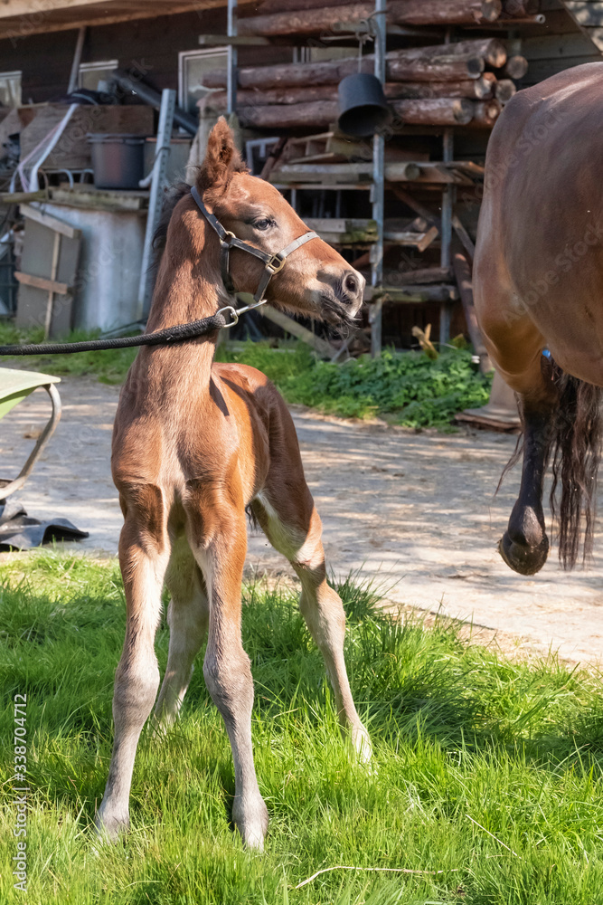 Obraz premium Little just born brown horse standing next to the mother, one day old, during the day with a countryside landscape, harness horse, riding horse
