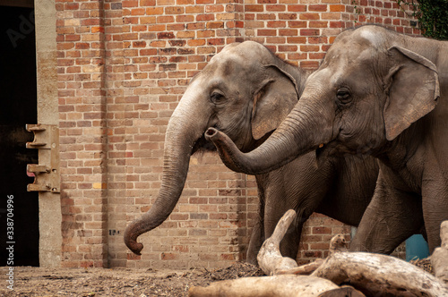 Canvas Print Pair of elephants - zoo