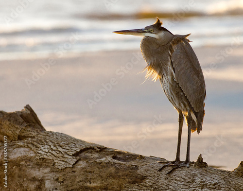 Great Blue Heron at Dauphin Island, AL