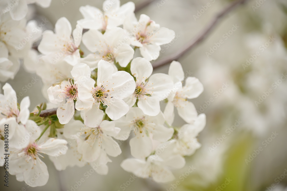 Lush flowering cherry tree in the garden. White delicate cherry flowers. Floral seasonal background.