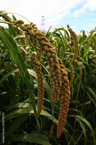 Mature millet in the farmland