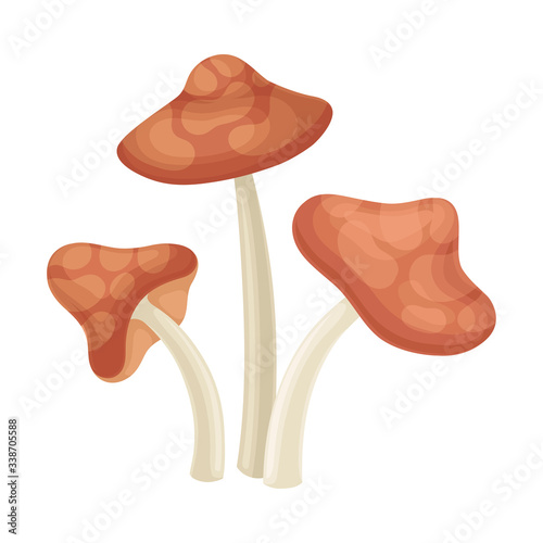 Forest Mushroom or Toadstool with Stem and Cap Isolated on White Background Vector Illustration