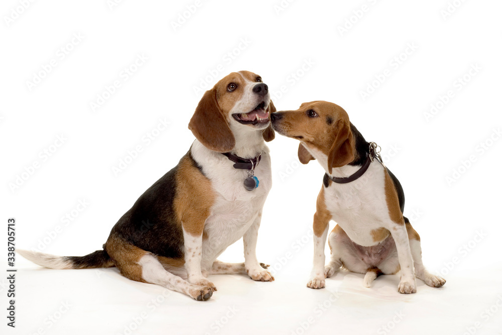 Beagle love