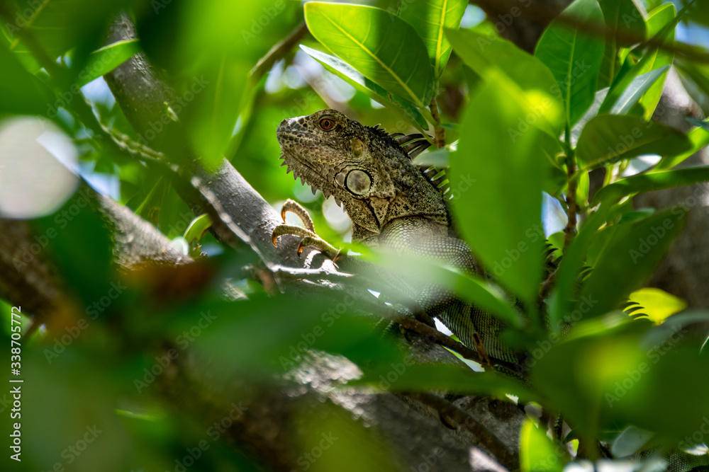 Obraz premium Green Iguana