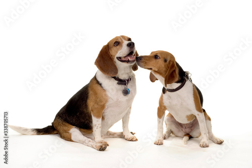 Beagle love © Tad Denson